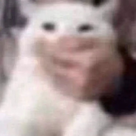 Meet your Posher, Rory - Picture 1 of 1